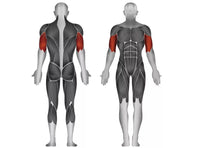 Load image into Gallery viewer, Steelflex Biceps Curl / Triceps Extension PL2600 Machine
