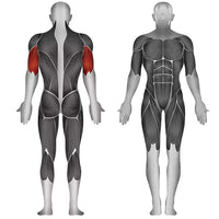 Load image into Gallery viewer, Steelflex PLTR T-Bar Row Machine
